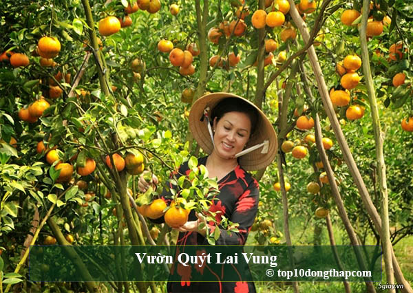 Vườn Quýt Lai Vung