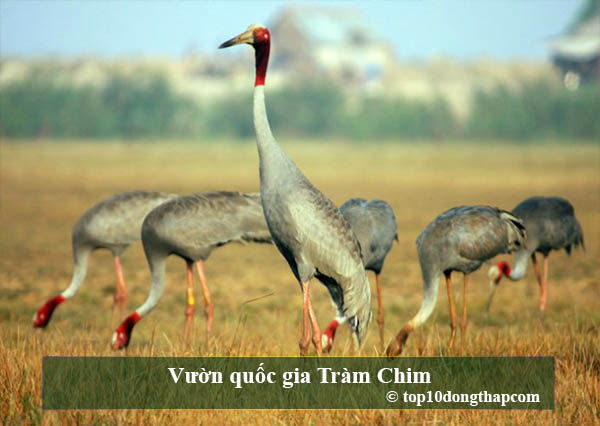 Vườn quốc gia Tràm Chim